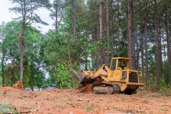 Trees Clearing in Grand Prairie