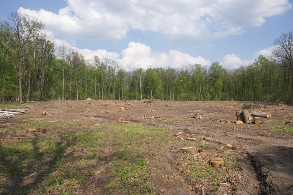 Cost of Pasture Clearing in Grand Prairie