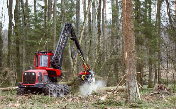 Cost of Forest Clearance Service in Grand Prairie
